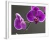 Close up of the Beauty of Orchid Flower-eskay lim-Framed Photographic Print