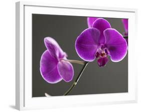 Close up of the Beauty of Orchid Flower-eskay lim-Framed Photographic Print