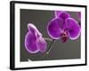 Close up of the Beauty of Orchid Flower-eskay lim-Framed Photographic Print