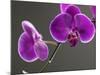 Close up of the Beauty of Orchid Flower-eskay lim-Mounted Photographic Print