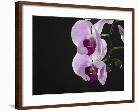 Close up of the Beauty of Orchid Flower-eskay lim-Framed Photographic Print