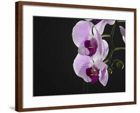 Close up of the Beauty of Orchid Flower-eskay lim-Framed Photographic Print