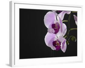 Close up of the Beauty of Orchid Flower-eskay lim-Framed Photographic Print