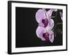 Close up of the Beauty of Orchid Flower-eskay lim-Framed Photographic Print