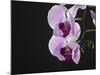 Close up of the Beauty of Orchid Flower-eskay lim-Mounted Photographic Print