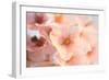 Close-Up of the Cherry Blossom Flowers around the Tidal Basin, the Spring-David Coleman-Framed Photographic Print