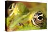 Close-Up of the Eye of a Frog in a Pond Awaiting His Prey-null-Stretched Canvas