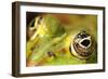 Close-Up of the Eye of a Frog in a Pond Awaiting His Prey-null-Framed Photo