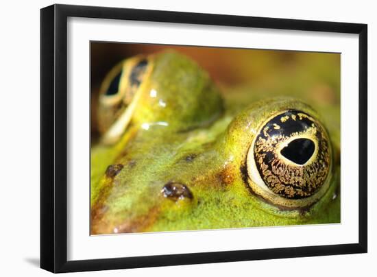 Close-Up of the Eye of a Frog in a Pond Awaiting His Prey-null-Framed Photo