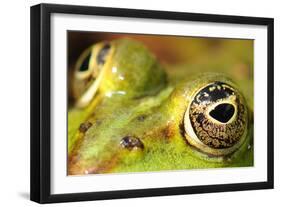 Close-Up of the Eye of a Frog in a Pond Awaiting His Prey-null-Framed Photo