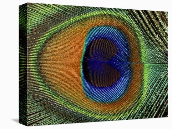 Close-Up of the Eye of a Peacock Feather, (Pavo Cristatus)-Ashok Jain-Stretched Canvas