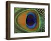 Close-Up of the Eye of a Peacock Feather, (Pavo Cristatus)-Ashok Jain-Framed Premium Photographic Print