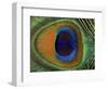 Close-Up of the Eye of a Peacock Feather, (Pavo Cristatus)-Ashok Jain-Framed Premium Photographic Print