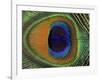 Close-Up of the Eye of a Peacock Feather, (Pavo Cristatus)-Ashok Jain-Framed Photographic Print