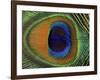 Close-Up of the Eye of a Peacock Feather, (Pavo Cristatus)-Ashok Jain-Framed Photographic Print