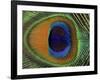 Close-Up of the Eye of a Peacock Feather, (Pavo Cristatus)-Ashok Jain-Framed Photographic Print