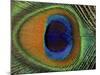 Close-Up of the Eye of a Peacock Feather, (Pavo Cristatus)-Ashok Jain-Mounted Photographic Print