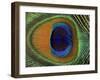 Close-Up of the Eye of a Peacock Feather, (Pavo Cristatus)-Ashok Jain-Framed Photographic Print