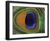 Close-Up of the Eye of a Peacock Feather, (Pavo Cristatus)-Ashok Jain-Framed Photographic Print