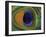 Close-Up of the Eye of a Peacock Feather, (Pavo Cristatus)-Ashok Jain-Framed Photographic Print