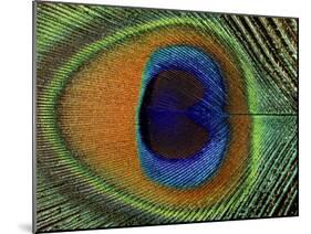 Close-Up of the Eye of a Peacock Feather, (Pavo Cristatus)-Ashok Jain-Mounted Photographic Print