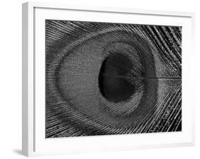 Close-Up of the Eye of a Peacock Feather, (Pavo Cristatus)-Ashok Jain-Framed Photographic Print