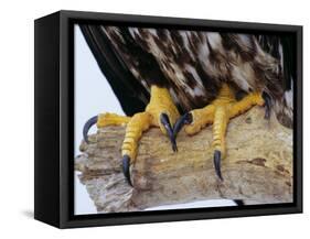 Close up of the Feet and Talons of a Bald Eagle, Alaska, USA, North America-David Tipling-Framed Stretched Canvas