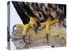 Close up of the Feet and Talons of a Bald Eagle, Alaska, USA, North America-David Tipling-Stretched Canvas