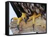 Close up of the Feet and Talons of a Bald Eagle, Alaska, USA, North America-David Tipling-Framed Stretched Canvas