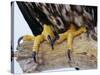 Close up of the Feet and Talons of a Bald Eagle, Alaska, USA, North America-David Tipling-Stretched Canvas