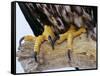 Close up of the Feet and Talons of a Bald Eagle, Alaska, USA, North America-David Tipling-Framed Stretched Canvas