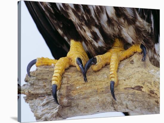 Close up of the Feet and Talons of a Bald Eagle, Alaska, USA, North America-David Tipling-Stretched Canvas