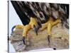 Close up of the Feet and Talons of a Bald Eagle, Alaska, USA, North America-David Tipling-Stretched Canvas