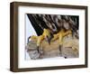 Close up of the Feet and Talons of a Bald Eagle, Alaska, USA, North America-David Tipling-Framed Photographic Print