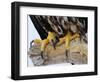 Close up of the Feet and Talons of a Bald Eagle, Alaska, USA, North America-David Tipling-Framed Photographic Print