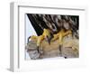 Close up of the Feet and Talons of a Bald Eagle, Alaska, USA, North America-David Tipling-Framed Photographic Print