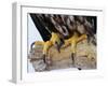 Close up of the Feet and Talons of a Bald Eagle, Alaska, USA, North America-David Tipling-Framed Photographic Print