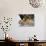 Close up of the Feet and Talons of a Bald Eagle, Alaska, USA, North America-David Tipling-Photographic Print displayed on a wall