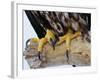 Close up of the Feet and Talons of a Bald Eagle, Alaska, USA, North America-David Tipling-Framed Photographic Print