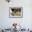 Close up of the Feet and Talons of a Bald Eagle, Alaska, USA, North America-David Tipling-Framed Photographic Print displayed on a wall