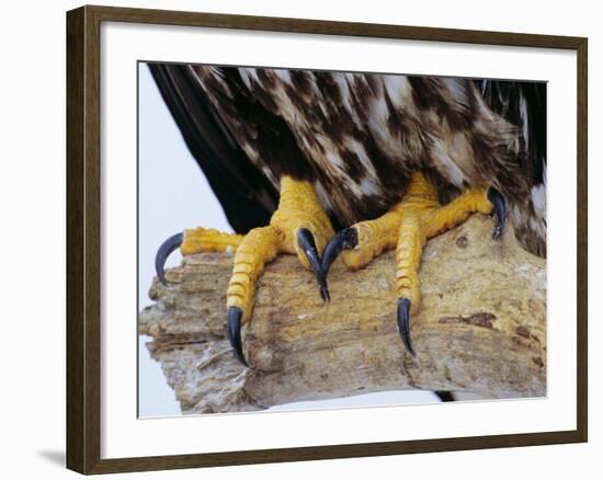 Close up of the Feet and Talons of a Bald Eagle, Alaska, USA, North America-David Tipling-Framed Photographic Print