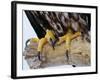 Close up of the Feet and Talons of a Bald Eagle, Alaska, USA, North America-David Tipling-Framed Photographic Print