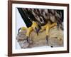 Close up of the Feet and Talons of a Bald Eagle, Alaska, USA, North America-David Tipling-Framed Photographic Print