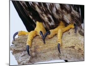 Close up of the Feet and Talons of a Bald Eagle, Alaska, USA, North America-David Tipling-Mounted Photographic Print