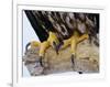 Close up of the Feet and Talons of a Bald Eagle, Alaska, USA, North America-David Tipling-Framed Photographic Print