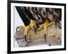 Close up of the Feet and Talons of a Bald Eagle, Alaska, USA, North America-David Tipling-Framed Photographic Print