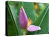 Close-Up of the Flower of a Banana Plant, Island of Martinique, French Lesser Antilles, West Indies-Bruno Barbier-Stretched Canvas