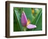 Close-Up of the Flower of a Banana Plant, Island of Martinique, French Lesser Antilles, West Indies-Bruno Barbier-Framed Photographic Print