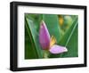 Close-Up of the Flower of a Banana Plant, Island of Martinique, French Lesser Antilles, West Indies-Bruno Barbier-Framed Photographic Print