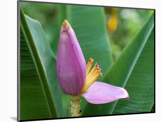 Close-Up of the Flower of a Banana Plant, Island of Martinique, French Lesser Antilles, West Indies-Bruno Barbier-Mounted Photographic Print